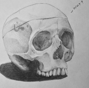 Practice sketch- skull